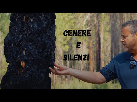 Cenere e Silenzi