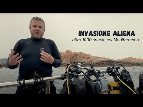 Invasione Aliena: Cosa Accade nel Mediterraneo